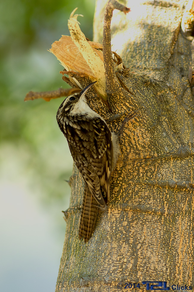 Bar-tailed treecreeper