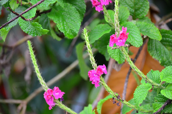 Verbena Cola De Zorro Project Noah