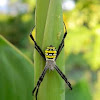 garden spider, cross spider