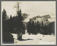 Sparrenbos en besneeuwde bergwand in het Karstgebergte in de zuidoostelijke Alpen