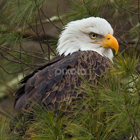 Non Captive by Herb Houghton - Animals Birds