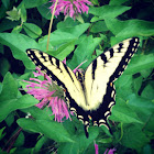 Eastern Tiger Swallowtail