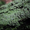 Log Lichen