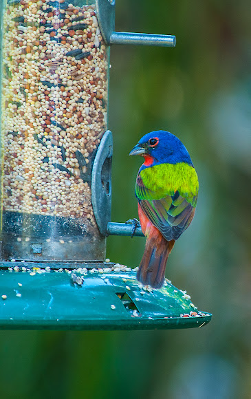 Painted Bunting Project Noah