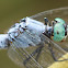 Marsh Skimmer (呂宋灰蜻)