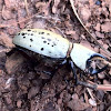 Eastern Hercules Beetle male