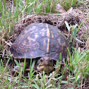 Eastern Box Turtle