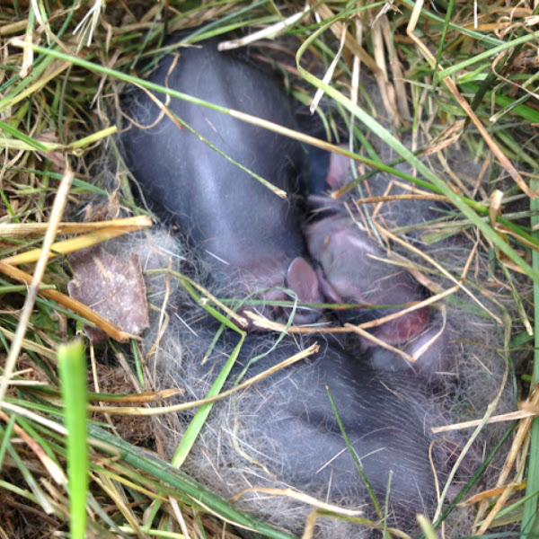 Eastern Cottontail, newborns | Project Noah