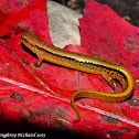 Southern two-lined salamander