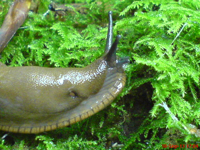 spanish slug 