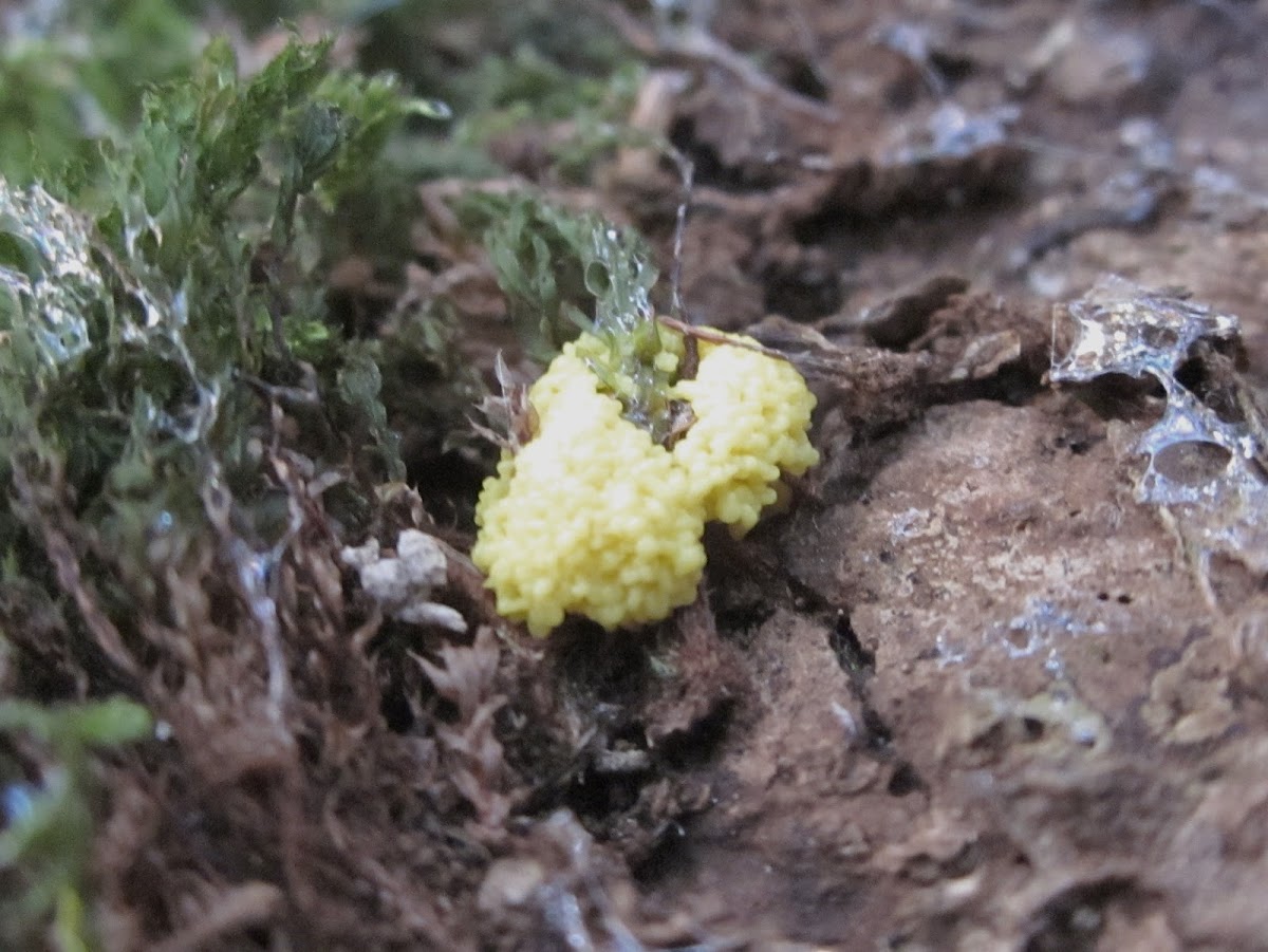 scrambled egg slime mold (imature)