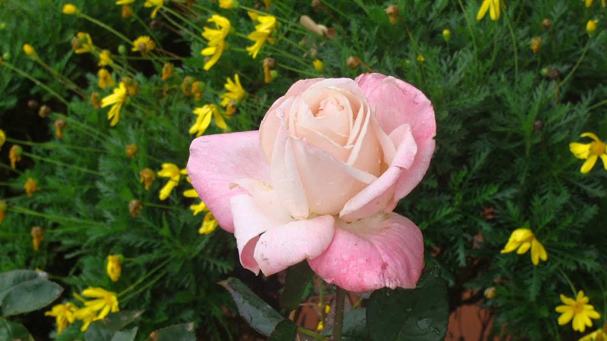 A Moss rose 