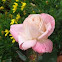 A Moss rose 