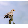 Tawny Eagle with spiny tail lizard