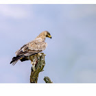 Tawny Eagle with spiny tail lizard