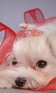 How to download Bichon Frise Jigsaw Puzzle 1.0 apk for android