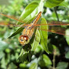 Scarlet Dragonfly