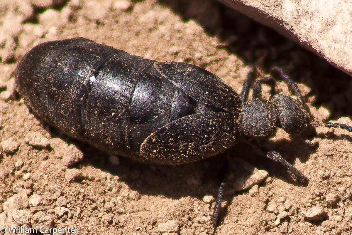 Oil Beetle