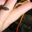 Key Ring Neck Snake