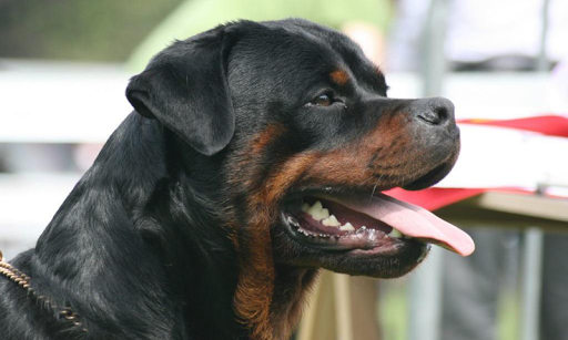 Rottweiler Wallpapers