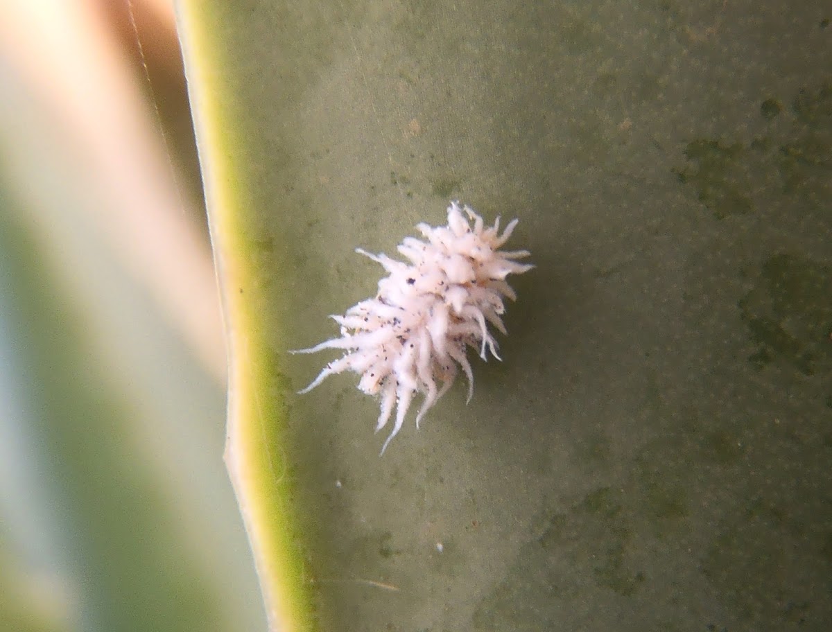 Mealybug Ladybird. Larva de cryptoline