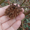 Liquorice seed pods (Γλυκόριζα)