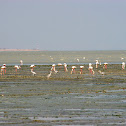 Greater Flamingos