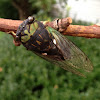 "Swamp Cicada"