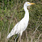 Cattle Egret