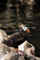Puffin standing on a rock by Joanne Santillo -  