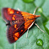 Mint Moth