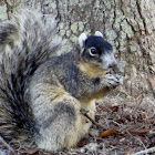 Sherman's Fox Squirrel