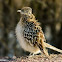 Greater Roadrunner