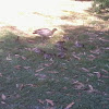 Australian Wood duck