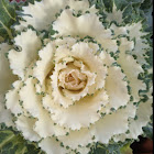 ornamental kale or cabbage