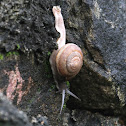 Unknown Snail