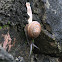 Unknown Snail