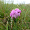 Bell Heather