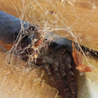 Huntsman spiders- wood spider