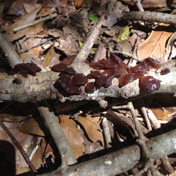 Jelly Ear Project Noah