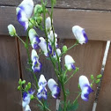 Monkshood