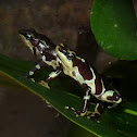 Pirre Harlequin frog