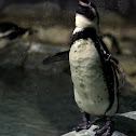 Humboldt Penguin