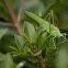 Gum Leaf Katydid