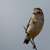 Galito (Cock-tailed Tyrant)