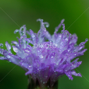 by Pani Indra - Flowers Single Flower