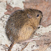 Meadow Jumping Mouse