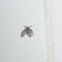 Moth Fly/Drain Fly