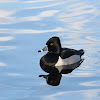Ring-necked Duck - male