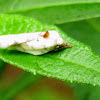 Schlaeger's fruitworm moth